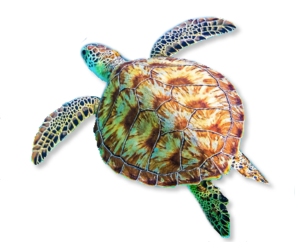 Sea-turtle-right